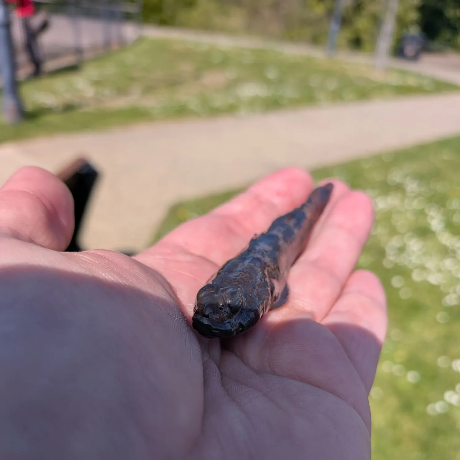 The most recent Black goby catches on Fishbrain