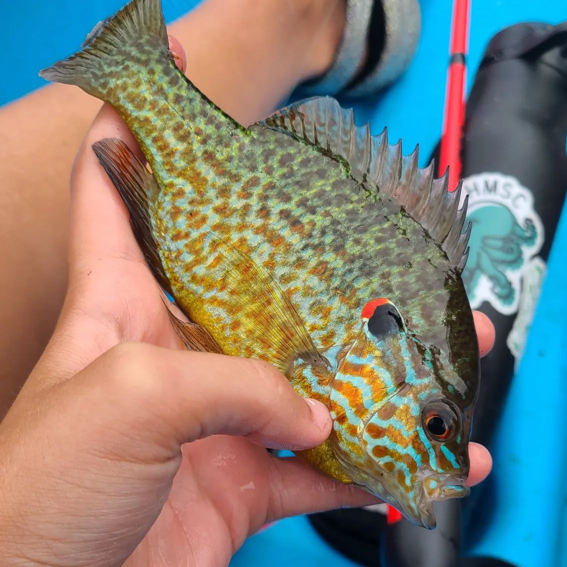 angler catch
