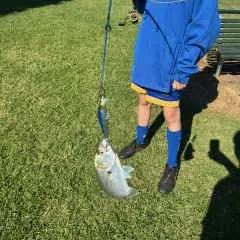 Bluefish caught on Fishbrain