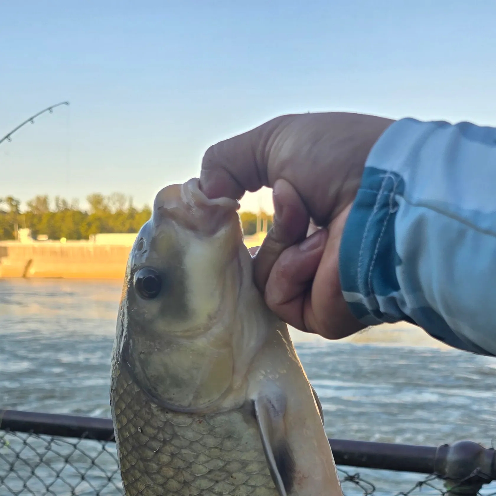 Black buffalo caught on Fishbrain