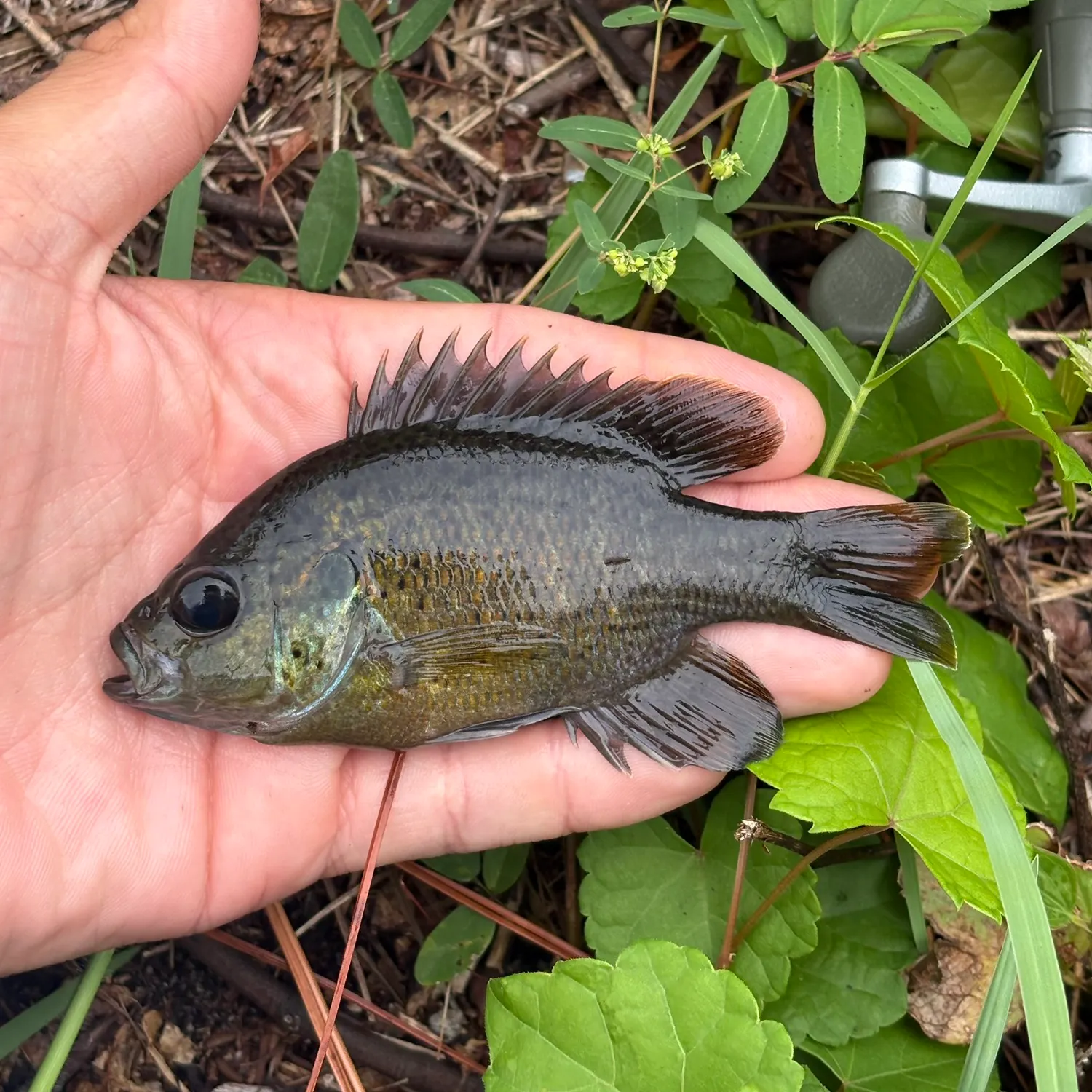 The most recent Redspotted sunfish x bluegill catches on Fishbrain