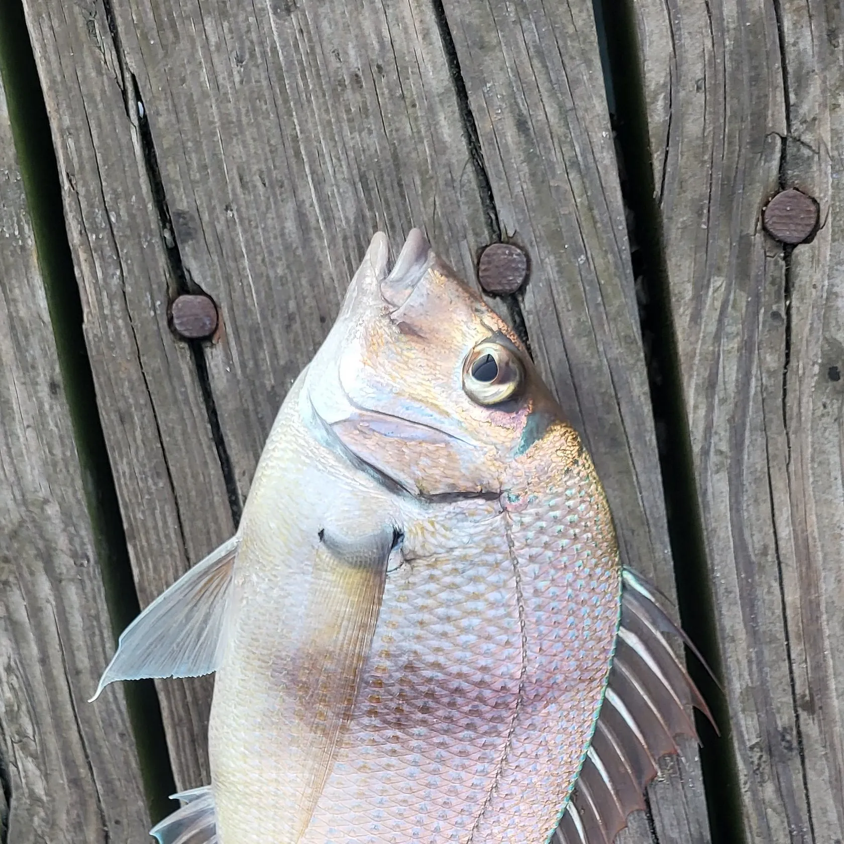 Scup caught on Fishbrain
