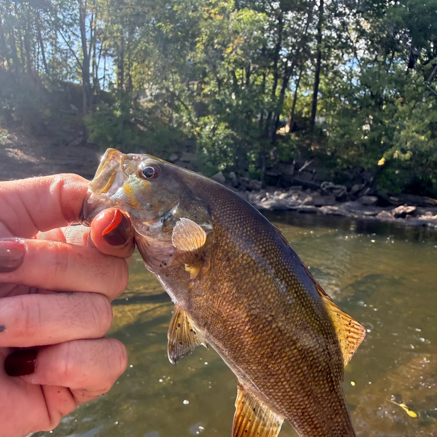 Smallmouth bass caught on Fishbrain