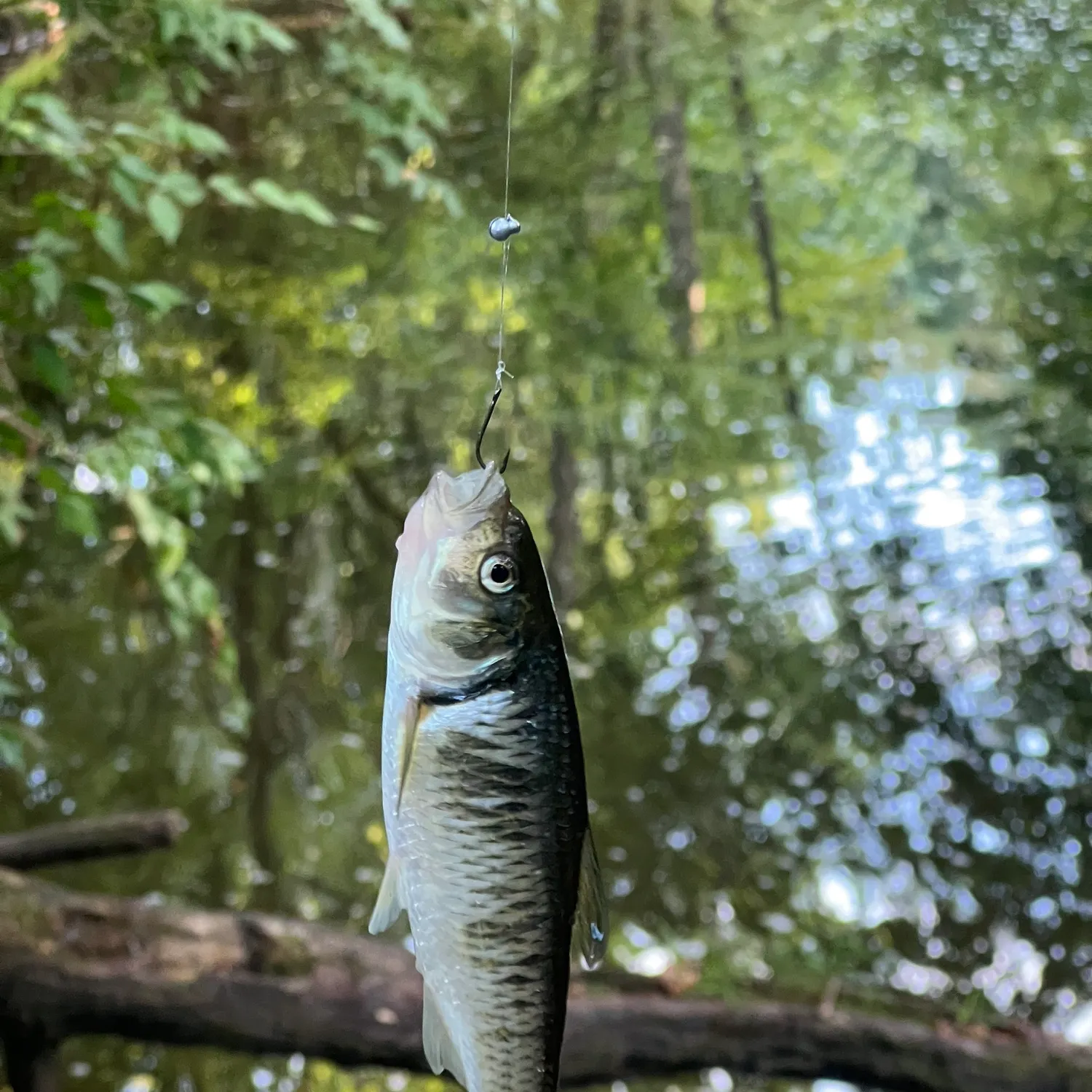 Striped shiner caught on Fishbrain