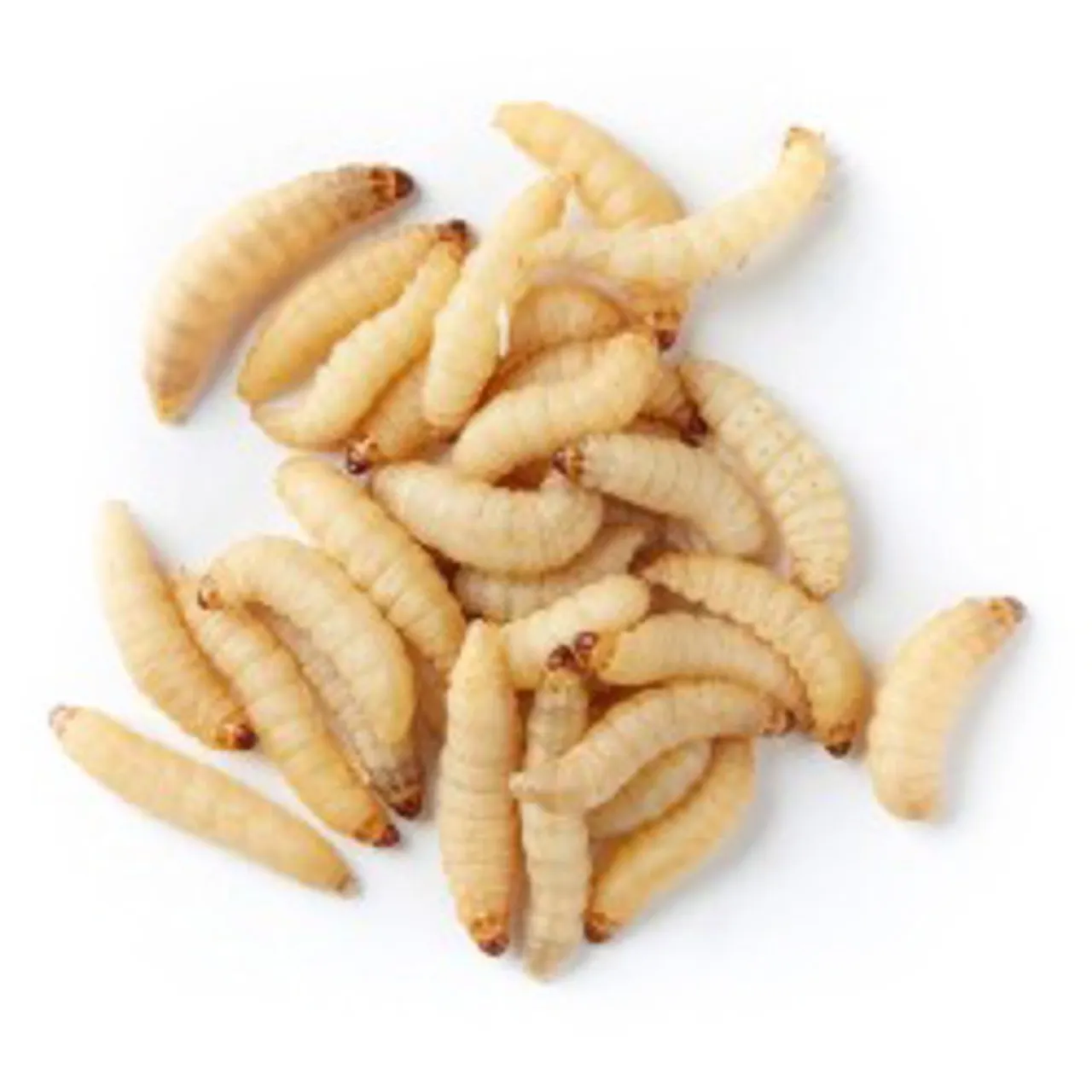 Wax Worm