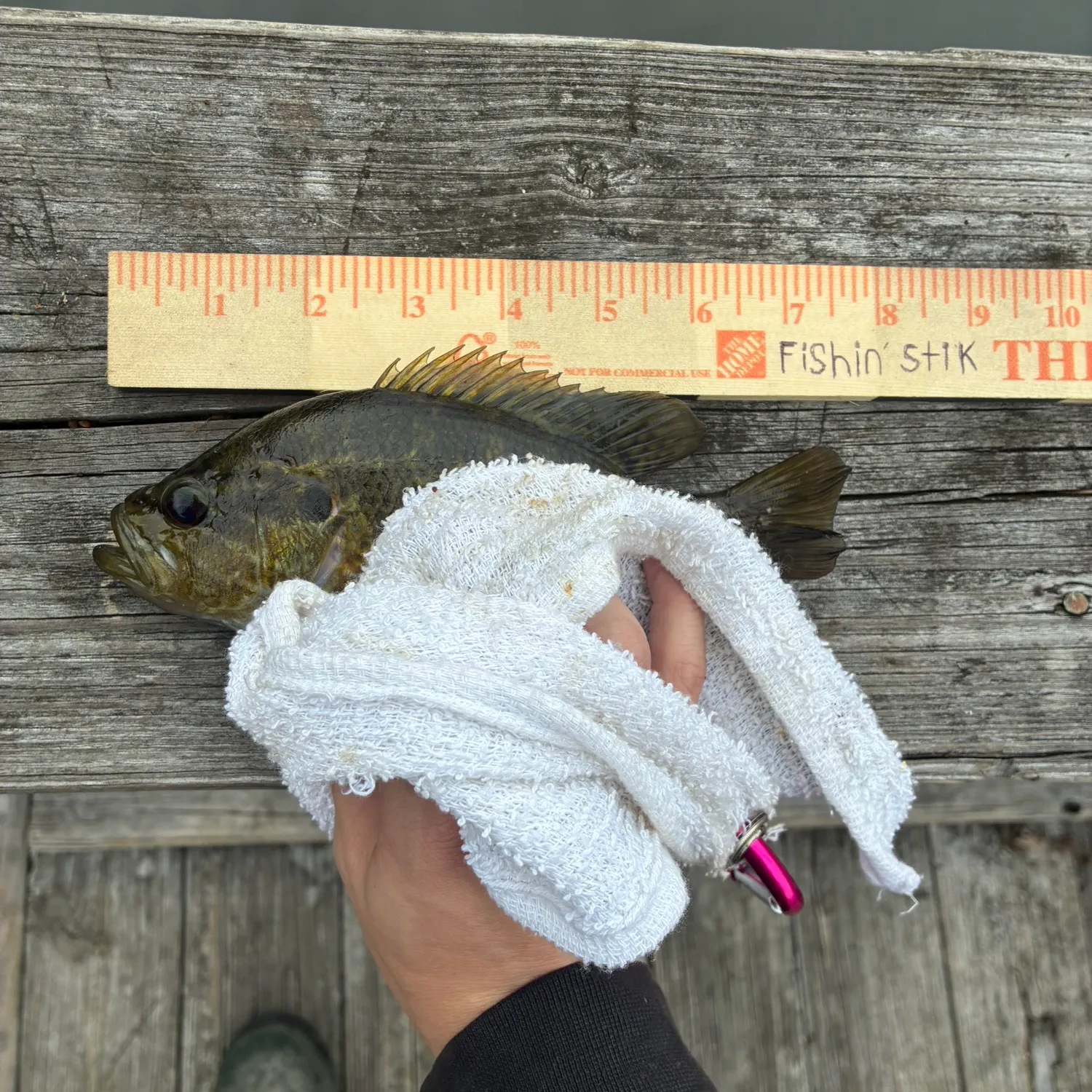 Warmouth caught on Fishbrain