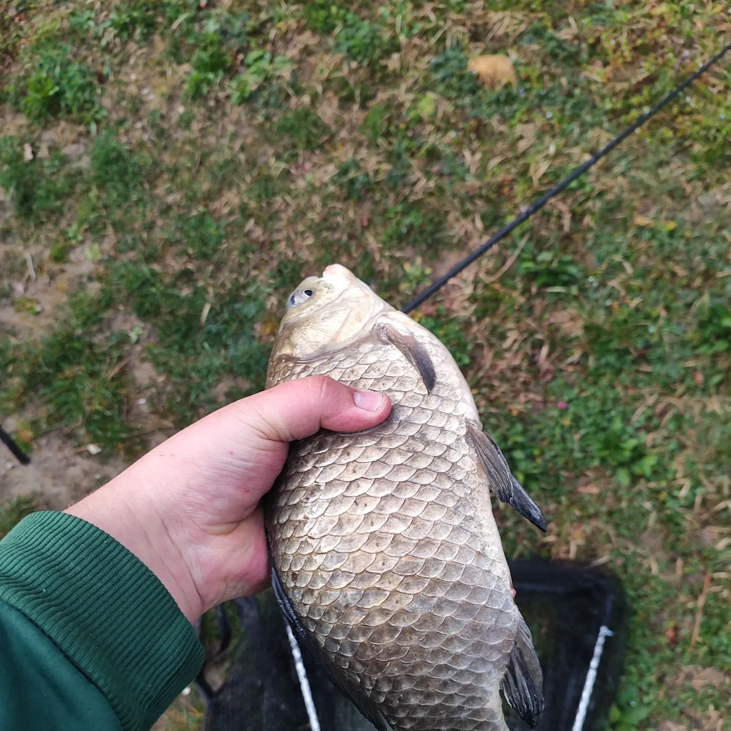 The most recent Crucian carp catches on Fishbrain