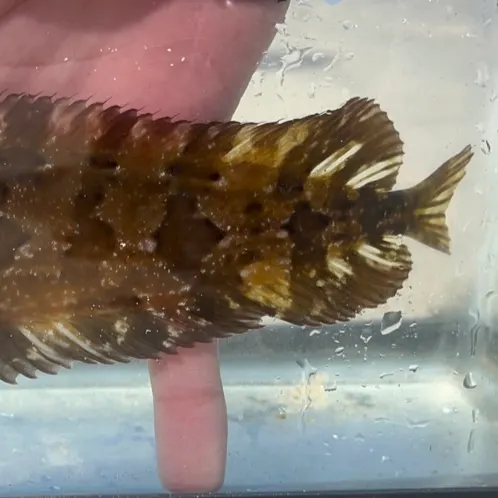 The most recent Giant kelpfish catches on Fishbrain