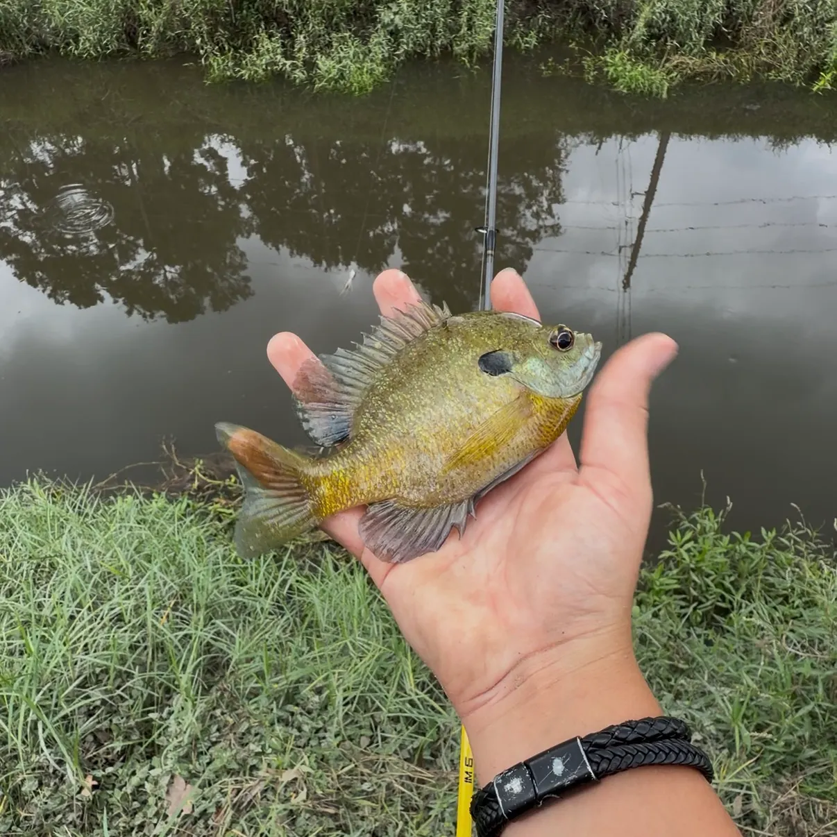 Bluegill caught on Fishbrain
