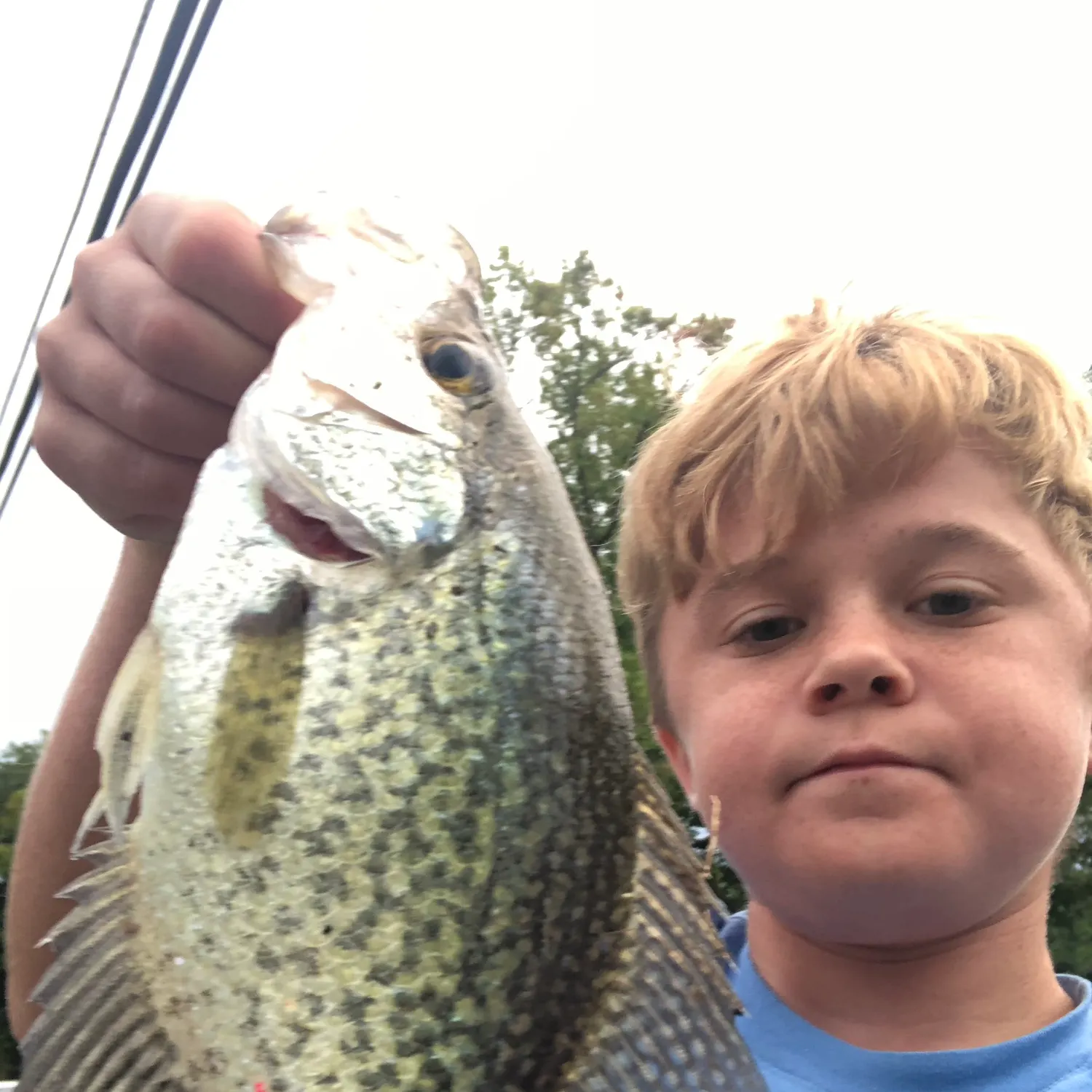 Black crappie caught on Fishbrain