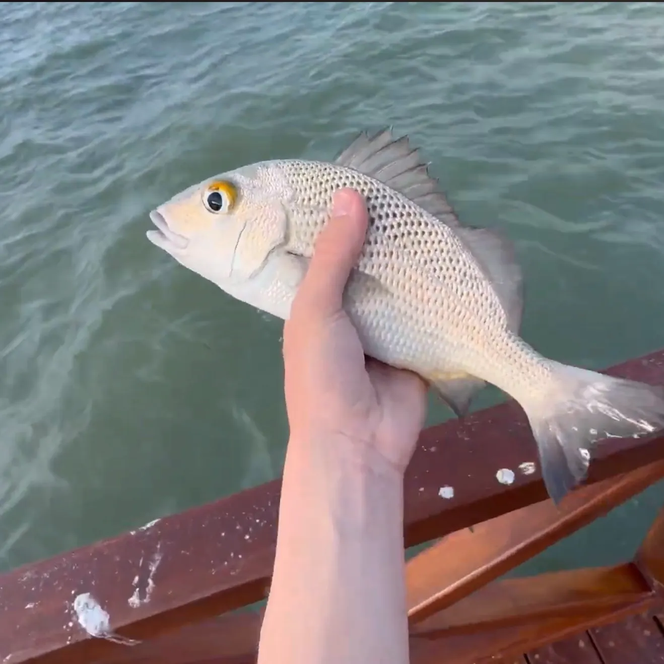 The most recent White margate catches on Fishbrain