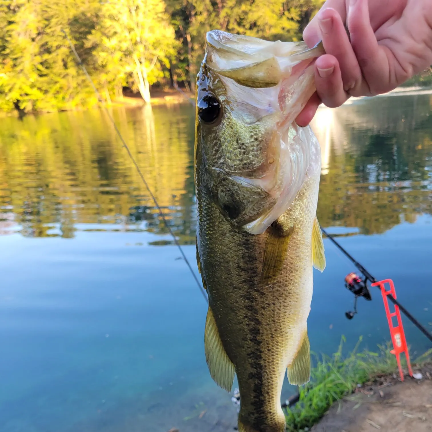 Largemouth bass caught on Fishbrain