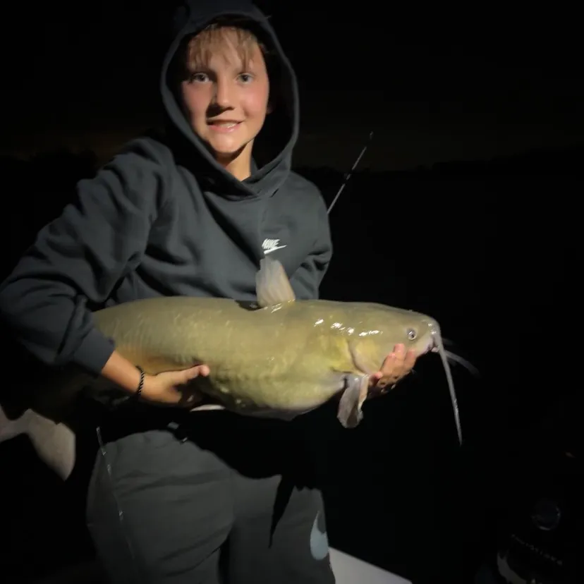 Channel catfish caught on Fishbrain