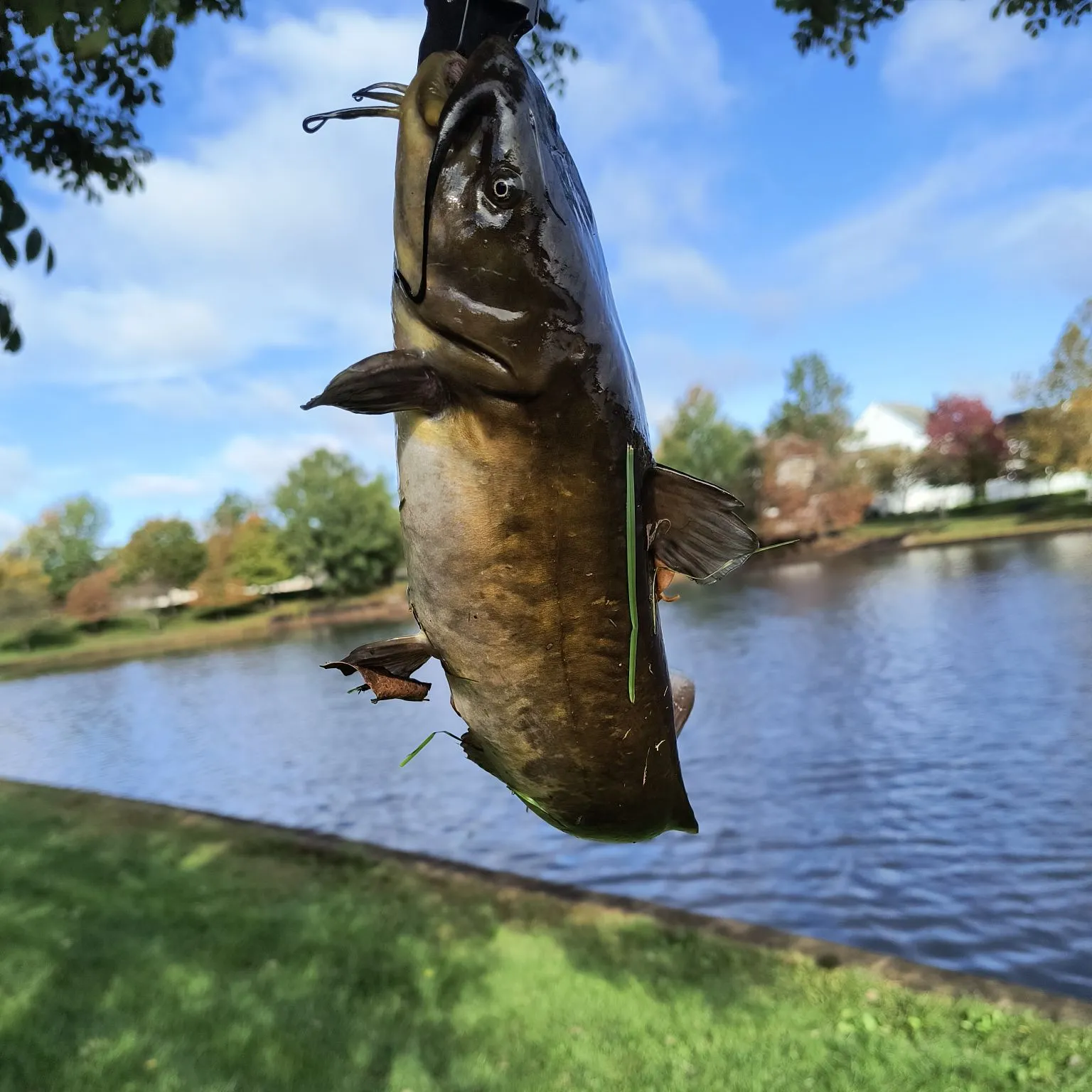 catch