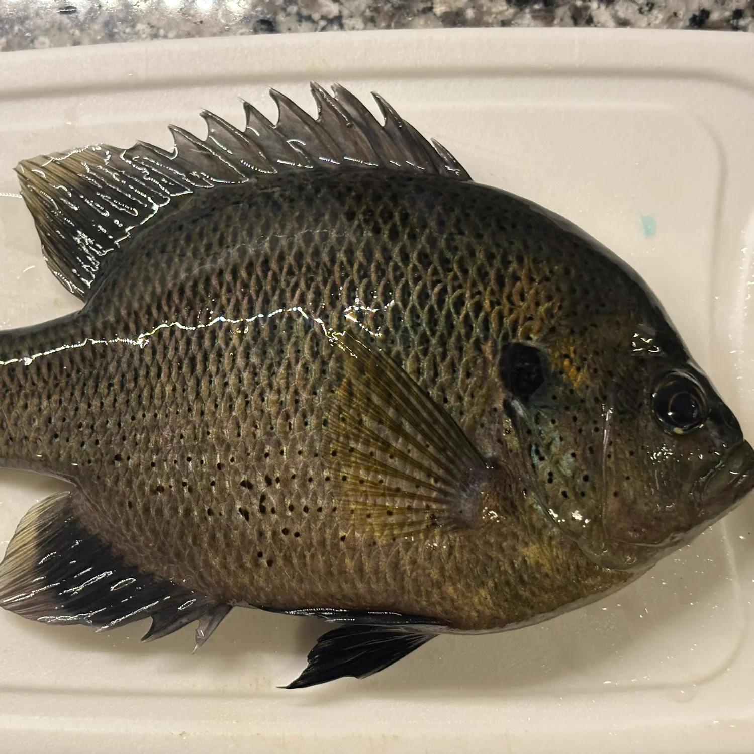 The most recent Spotted sunfish catches on Fishbrain