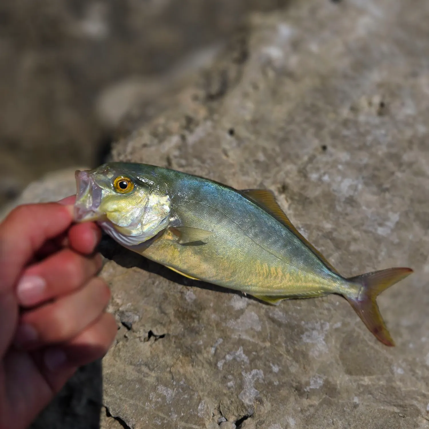 Greater amberjack caught on Fishbrain