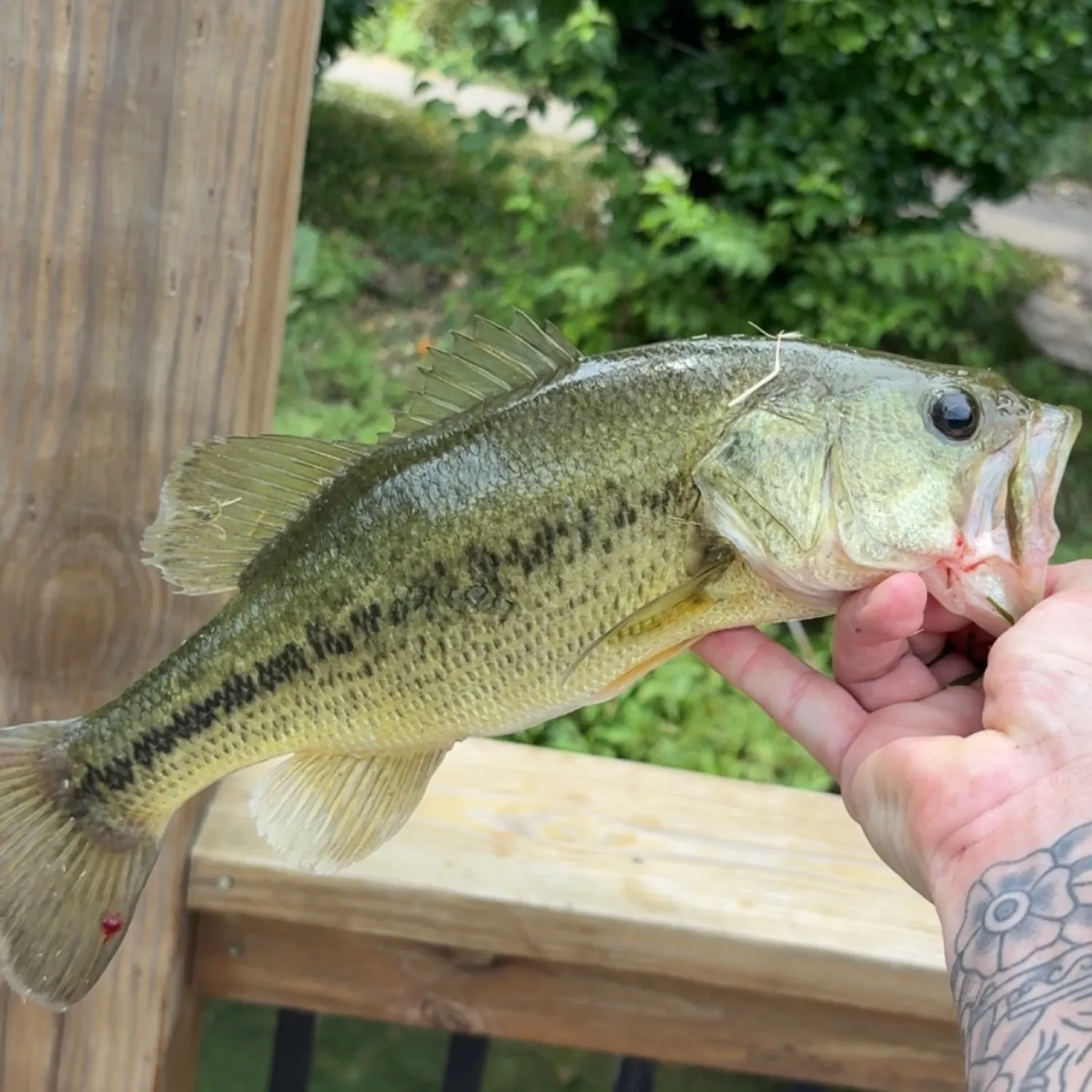 recently logged catches