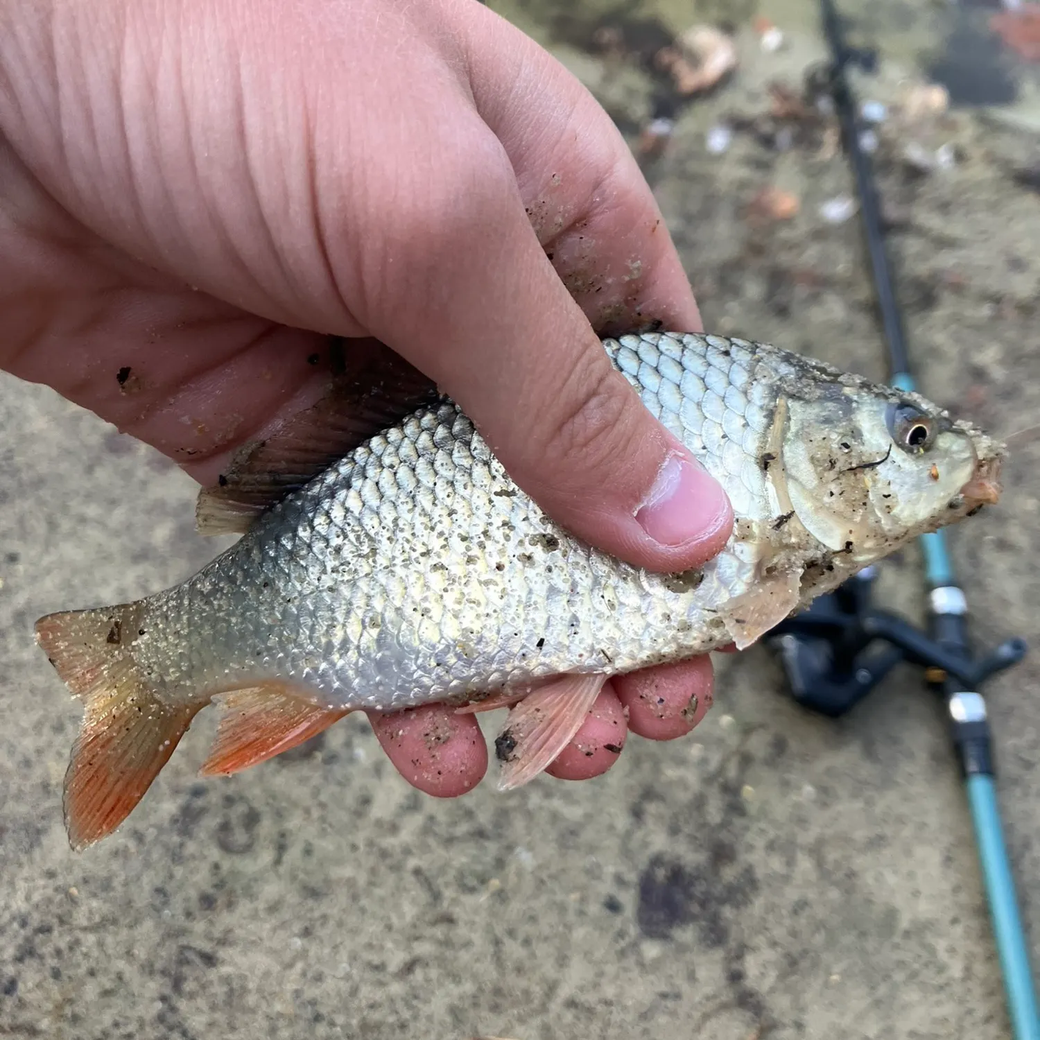 Fish caught on Fishbrain