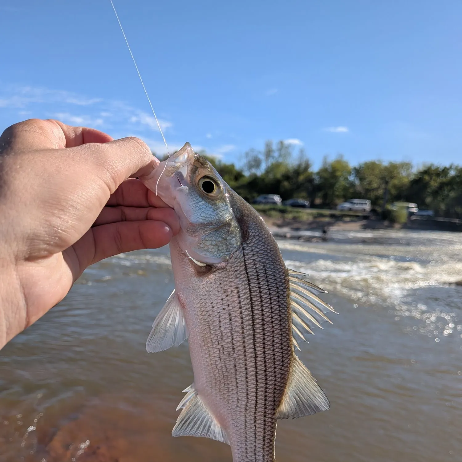 White bass caught on Fishbrain