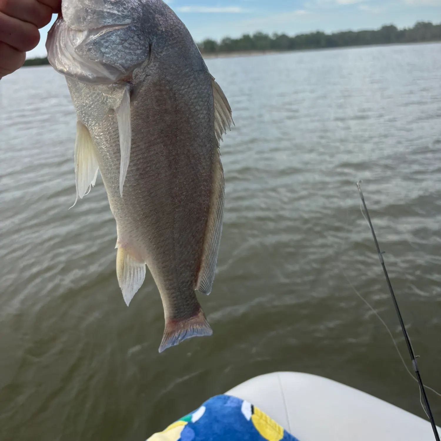 Freshwater drum caught on Fishbrain