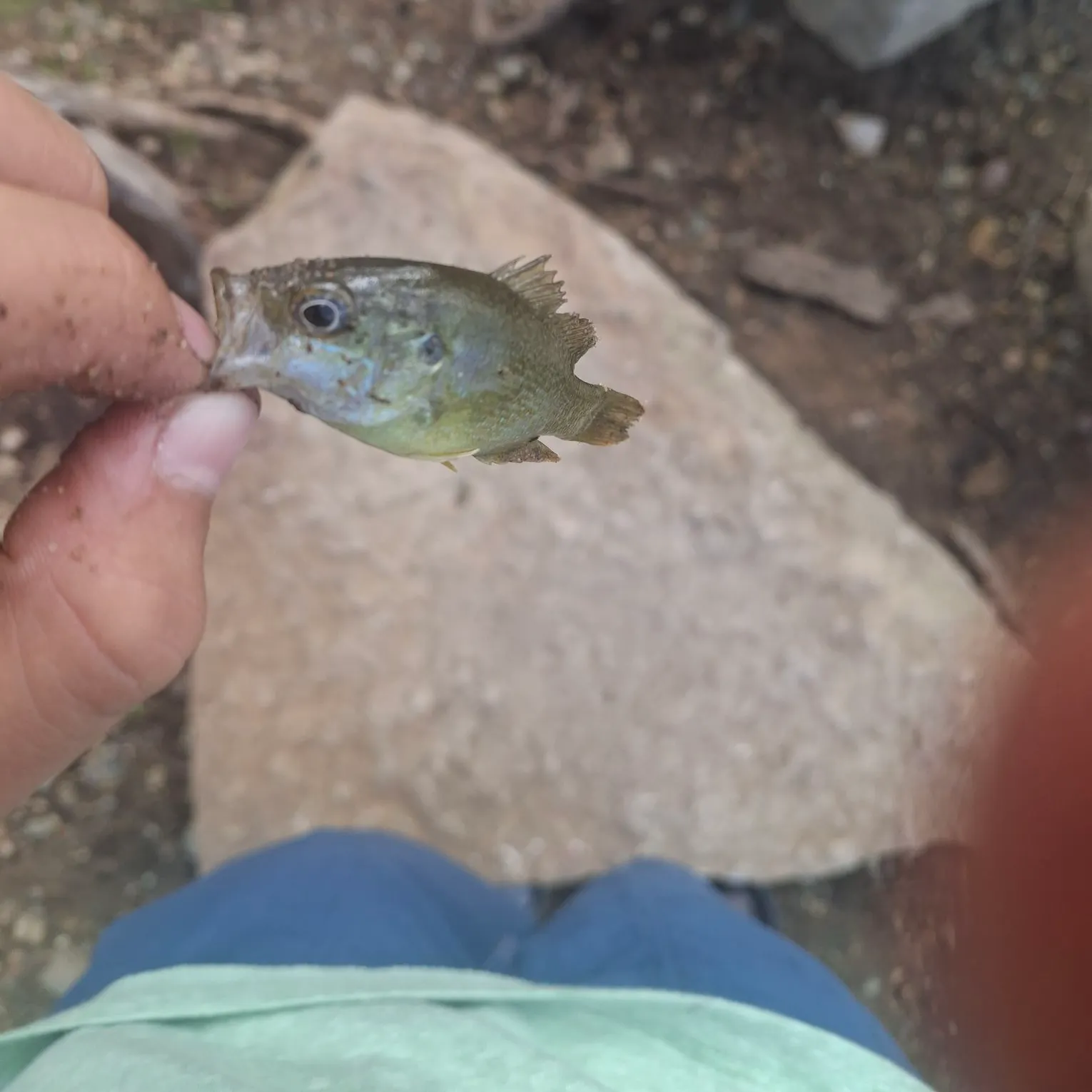 Bluegill caught on Fishbrain