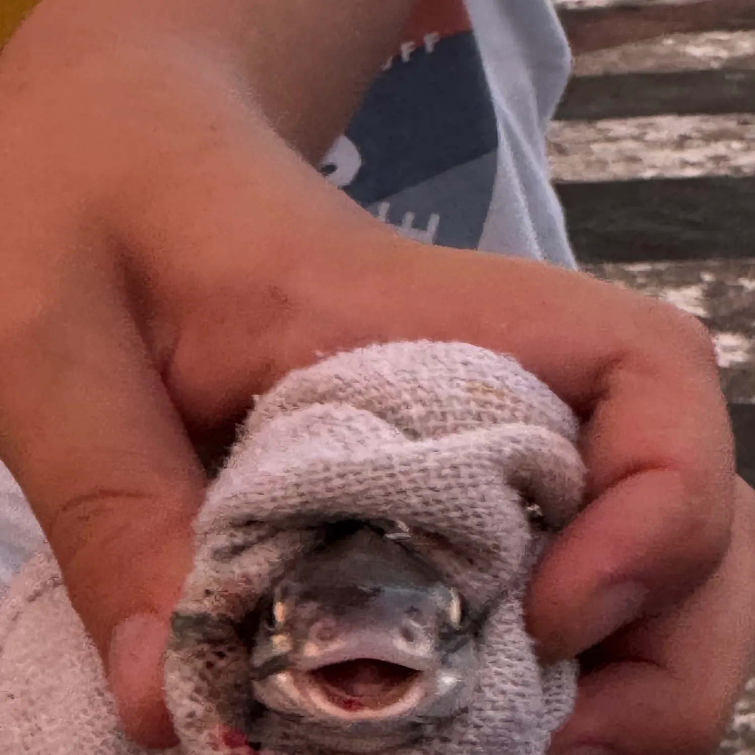 The most recent Gafftopsail sea catfish catches on Fishbrain