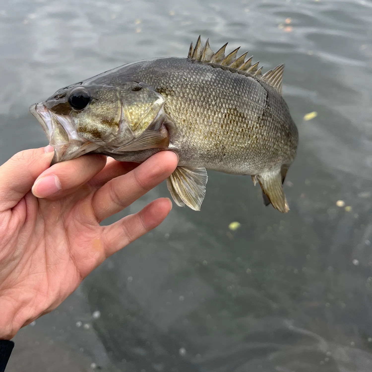 Smallmouth bass caught on Fishbrain