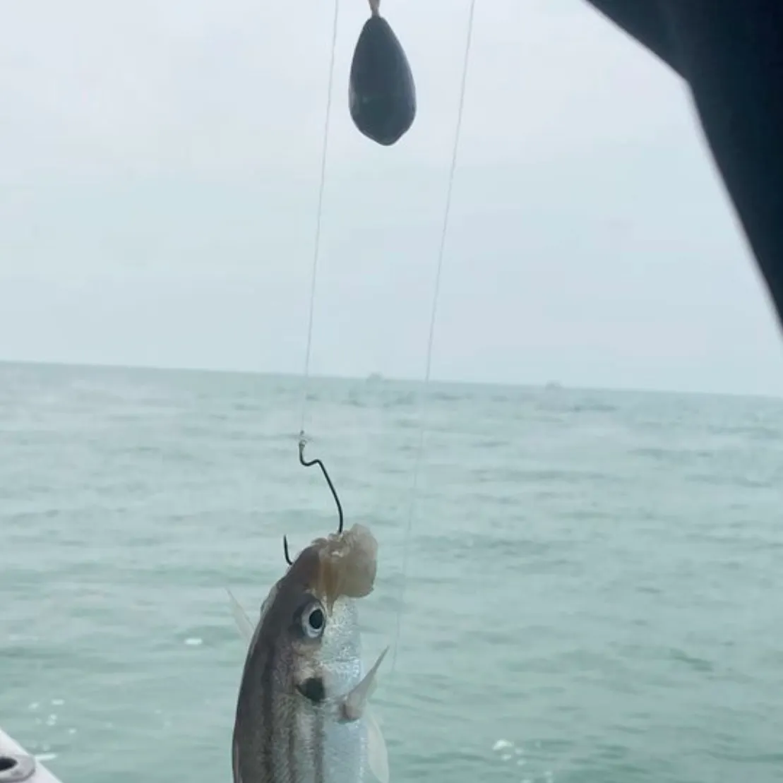 The most recent Tomtate grunt catches on Fishbrain