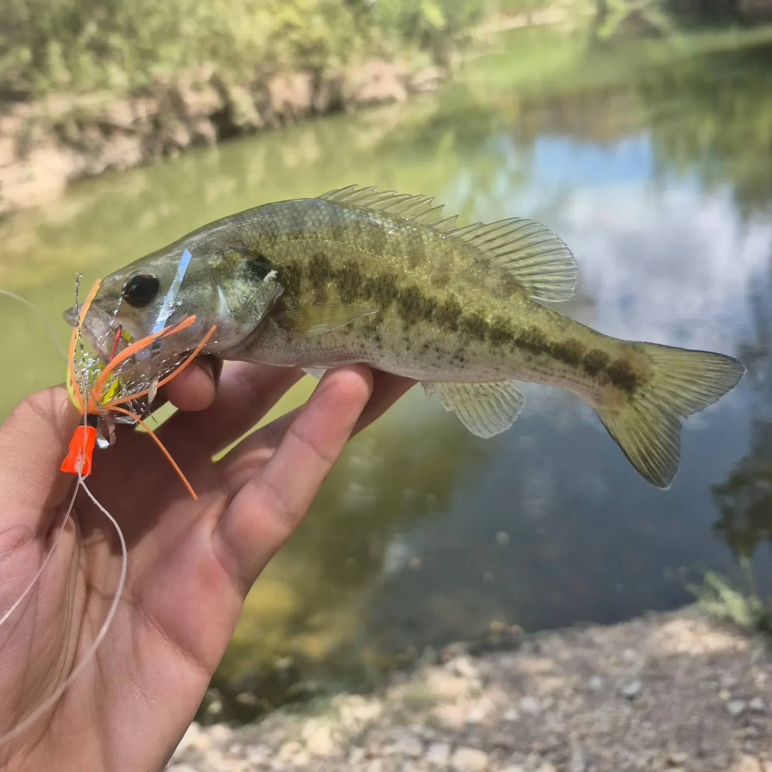 Spotted bass caught on Fishbrain
