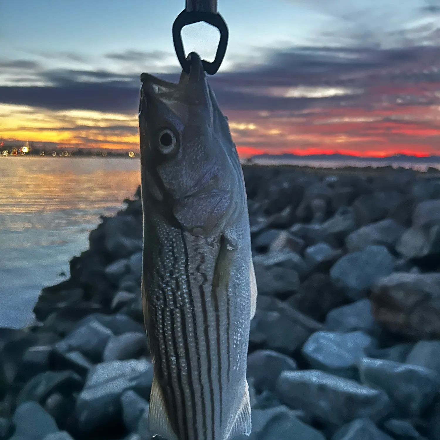 Striped bass caught on Fishbrain