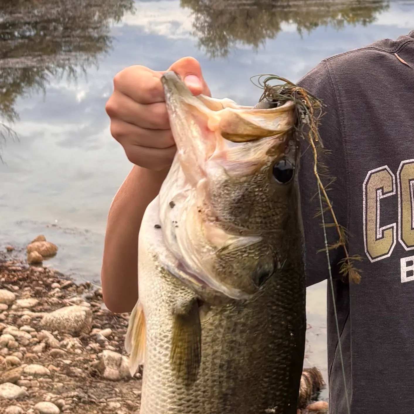 Largemouth bass caught on Fishbrain