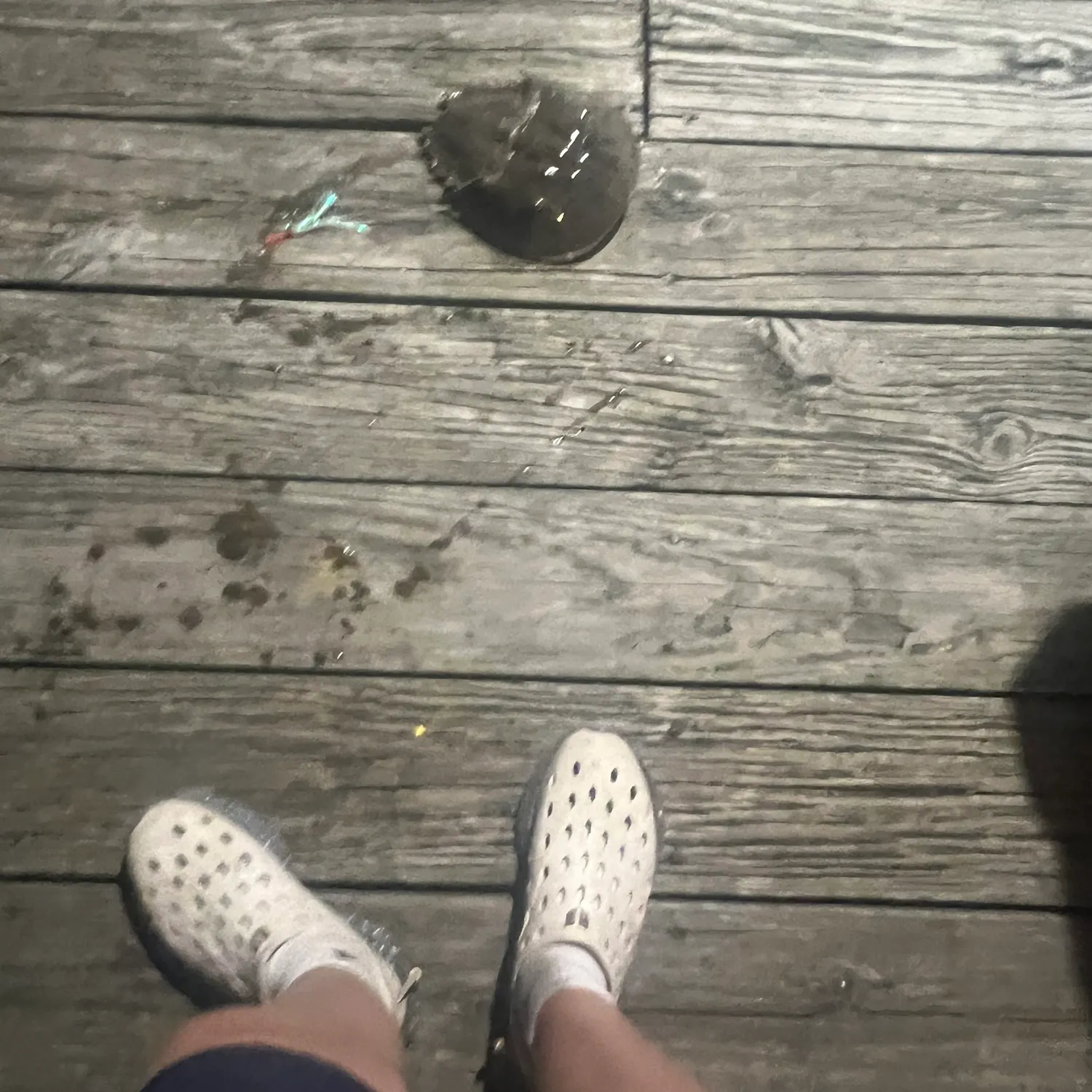 The most recent Atlantic horseshoe crab catches on Fishbrain