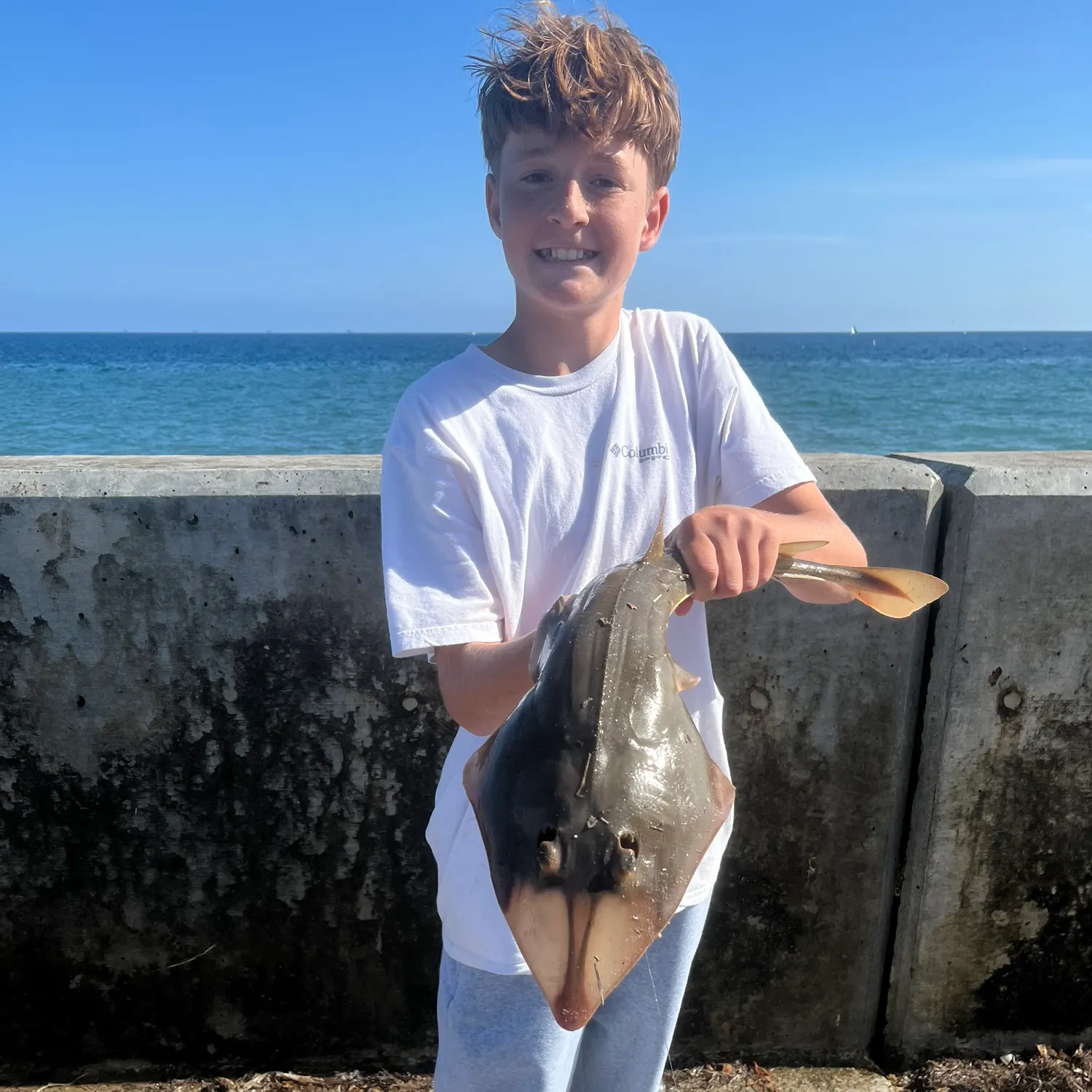The most recent Pacific shovelnose guitarfish catches on Fishbrain