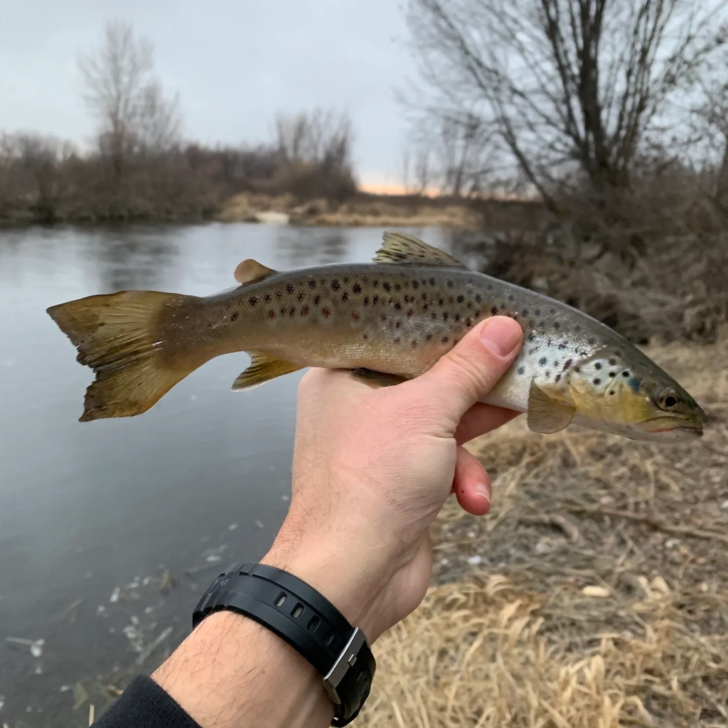 angler catch
