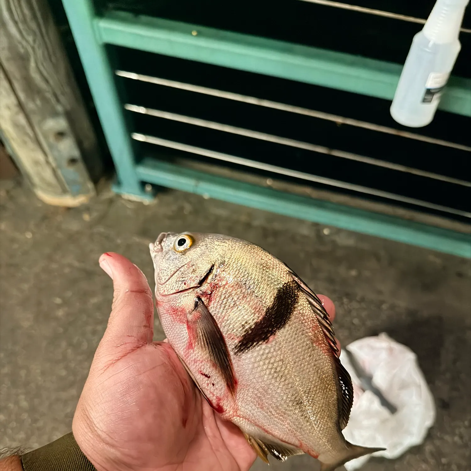 The most recent Sargo catches on Fishbrain