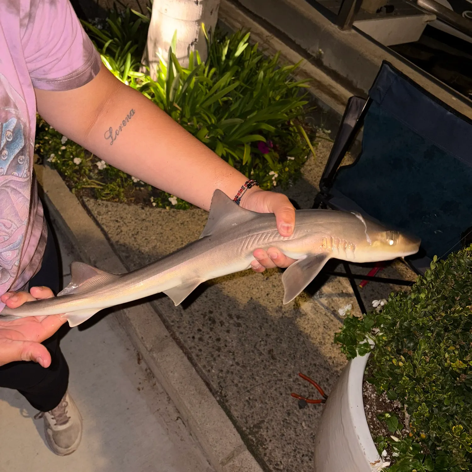 Grey smooth-hound caught on Fishbrain