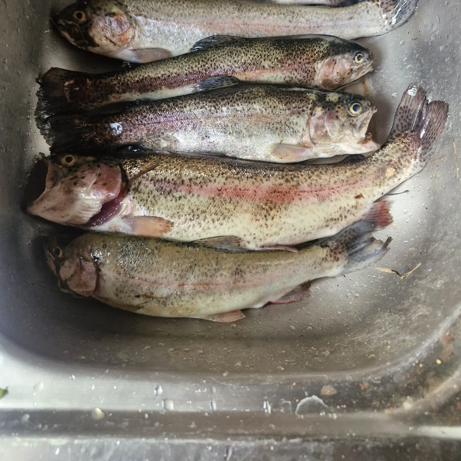 Rainbow trout caught on Fishbrain