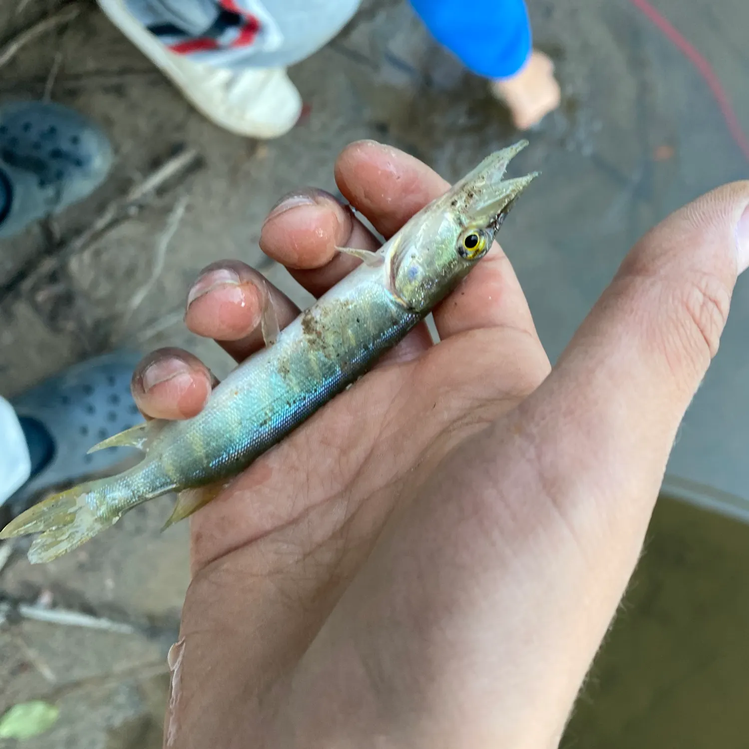 Northern pike caught on Fishbrain
