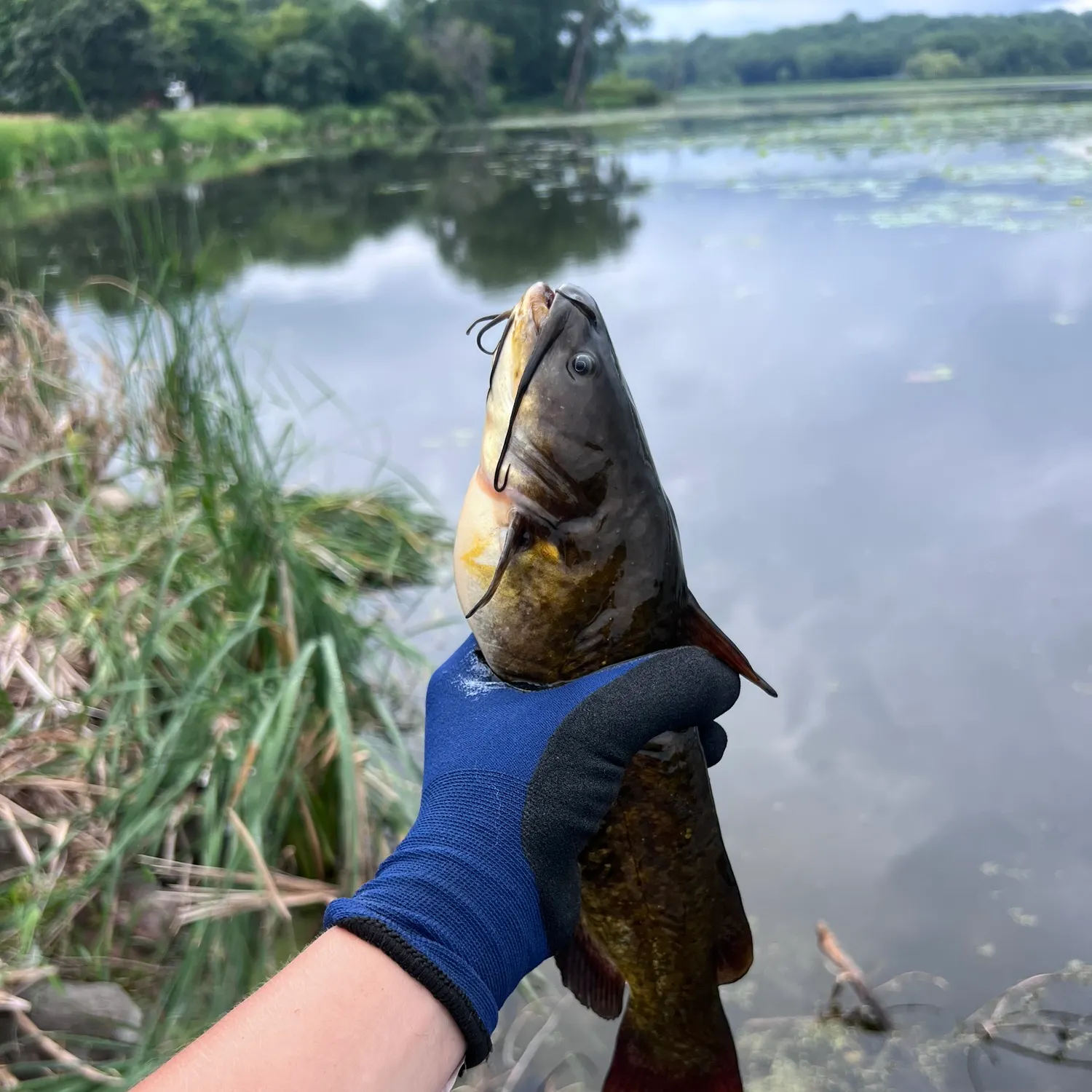 catch