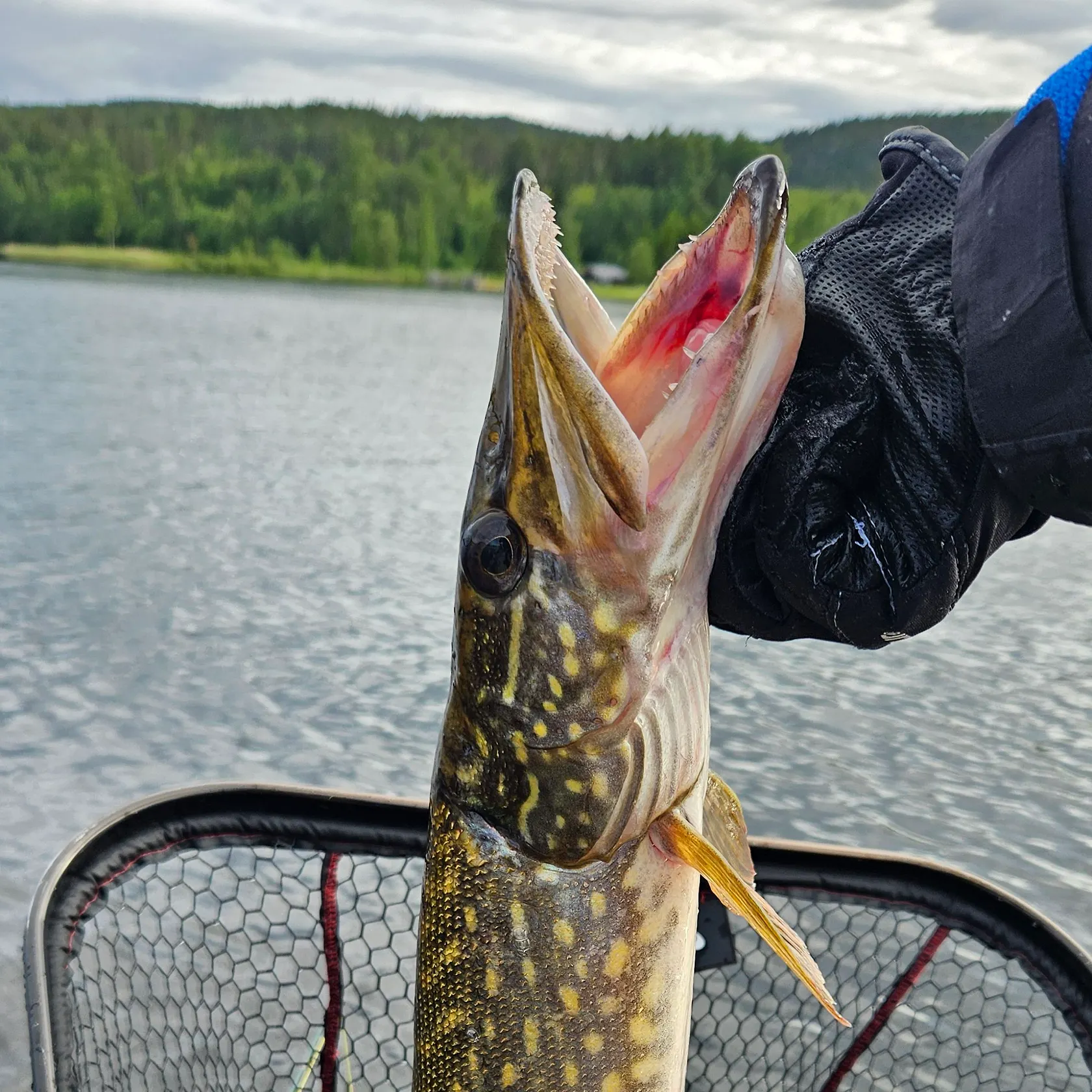catch
