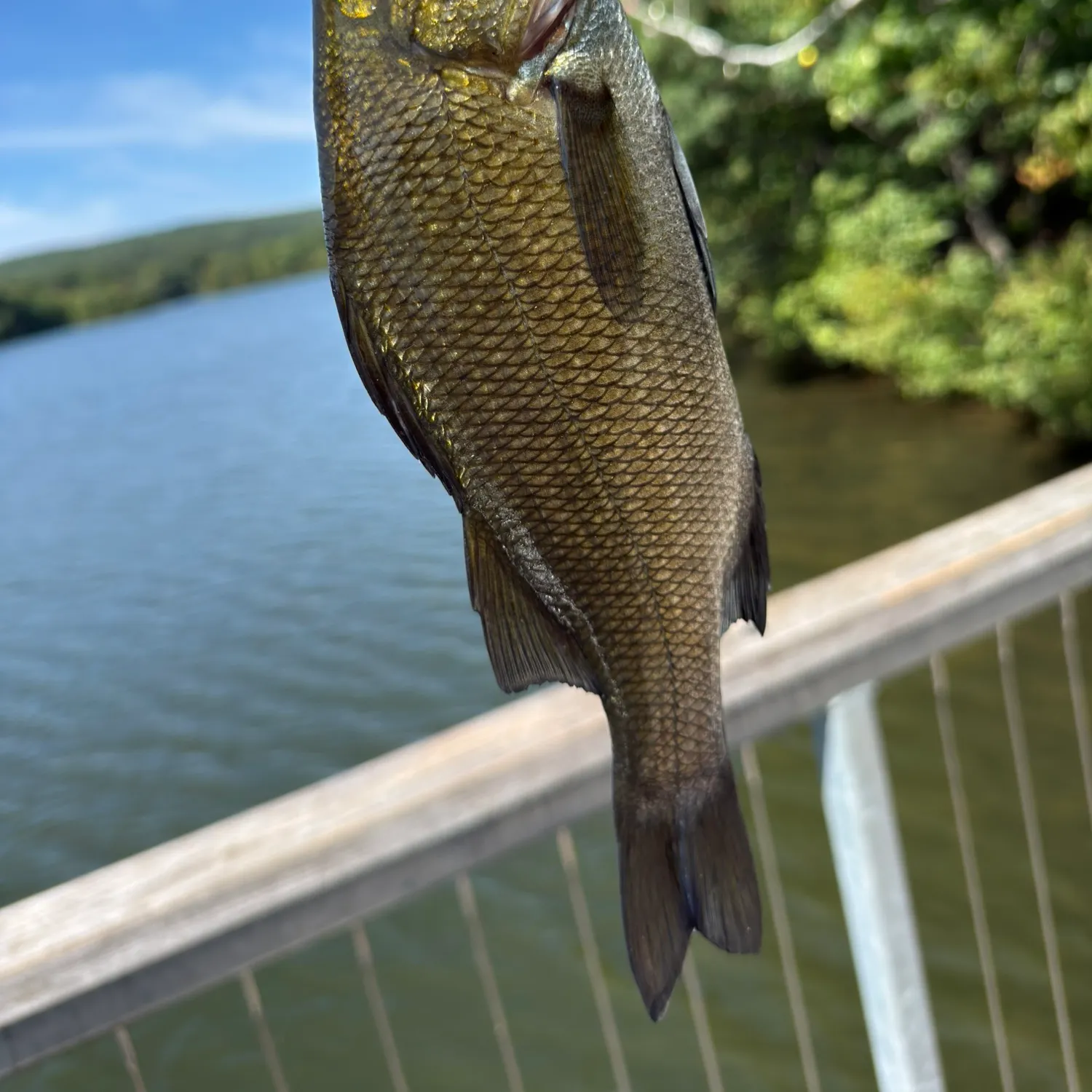 White perch caught on Fishbrain