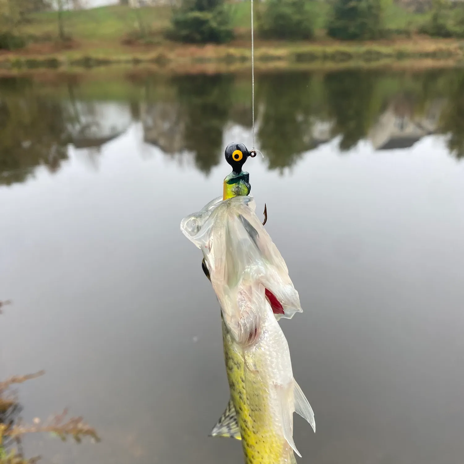 Black crappie caught on Fishbrain