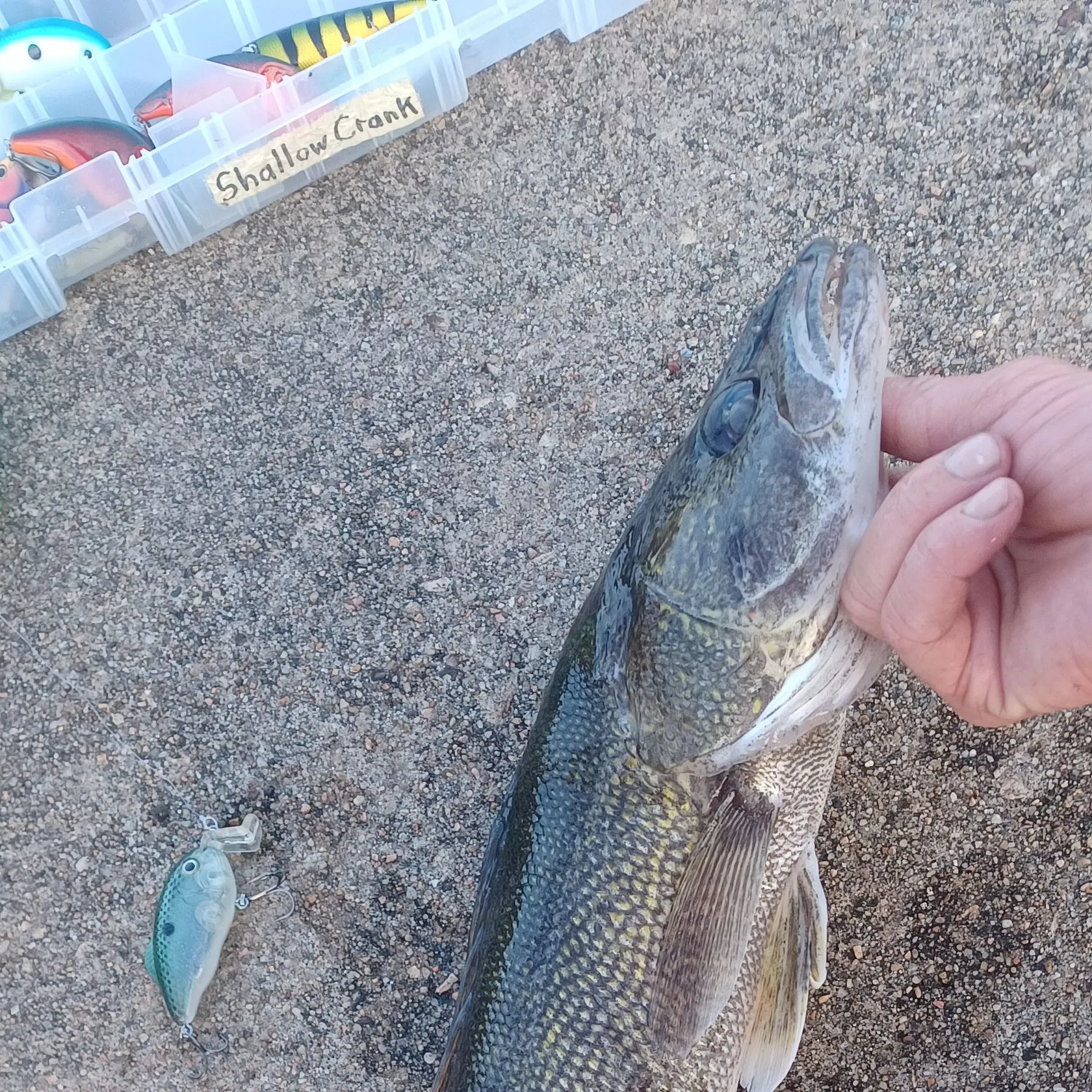 Walleye caught on Fishbrain
