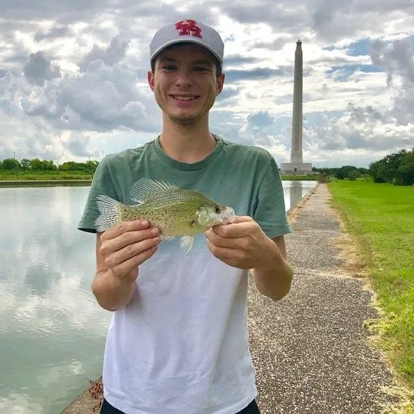 White crappie caught on Fishbrain