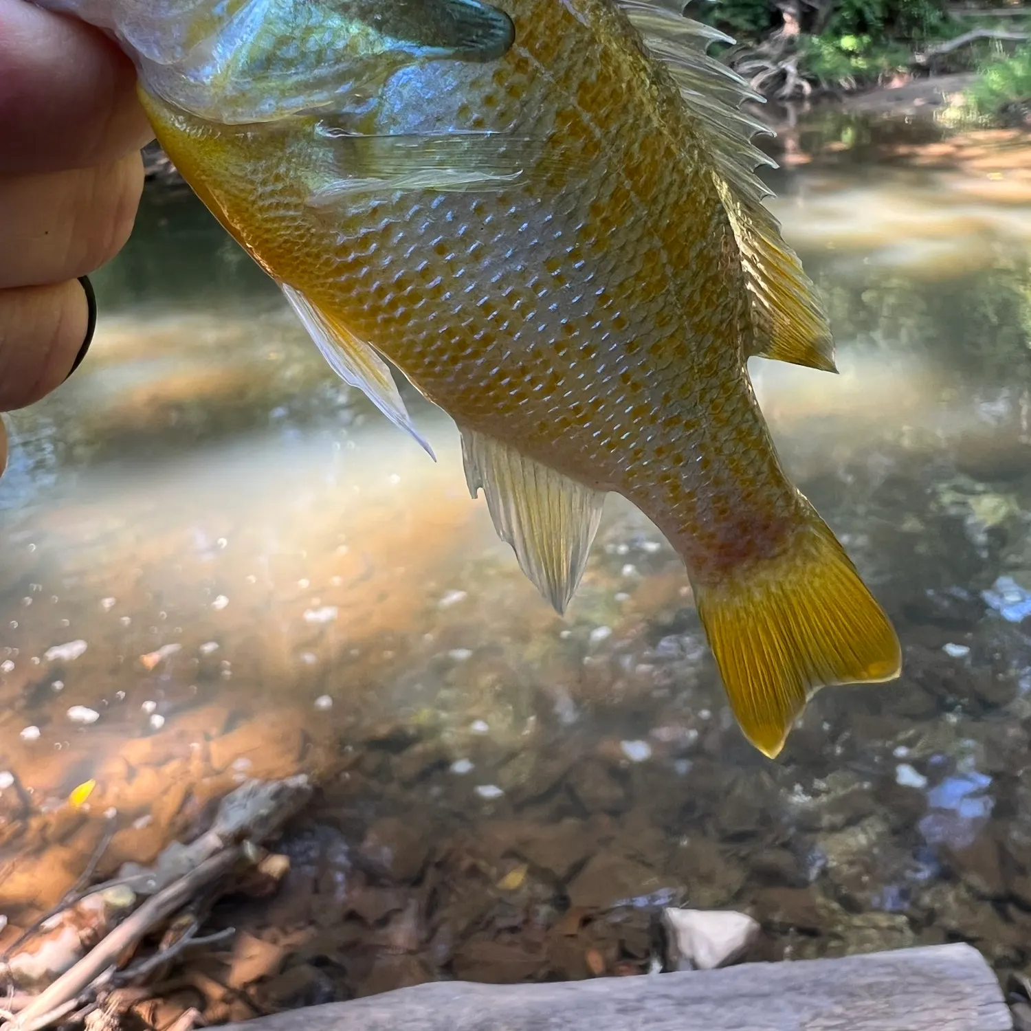 Redbreast sunfish caught on Fishbrain