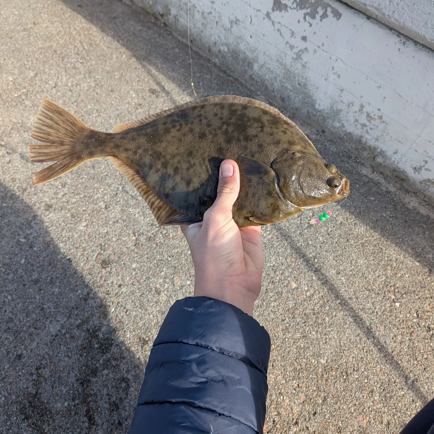 European flounder caught on Fishbrain
