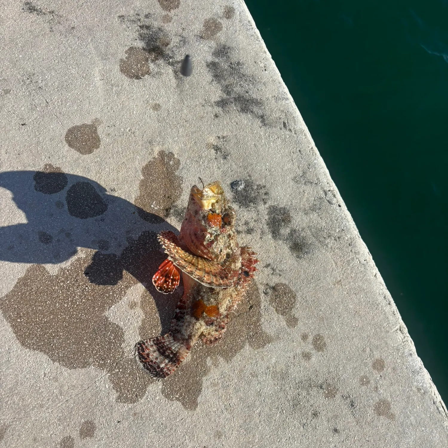 The most recent Small red scorpionfish catches on Fishbrain