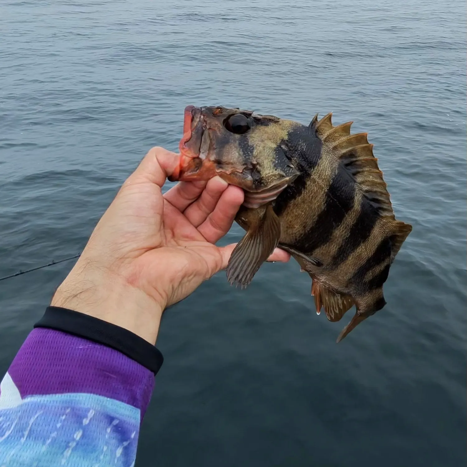 The most recent Treefish catches on Fishbrain