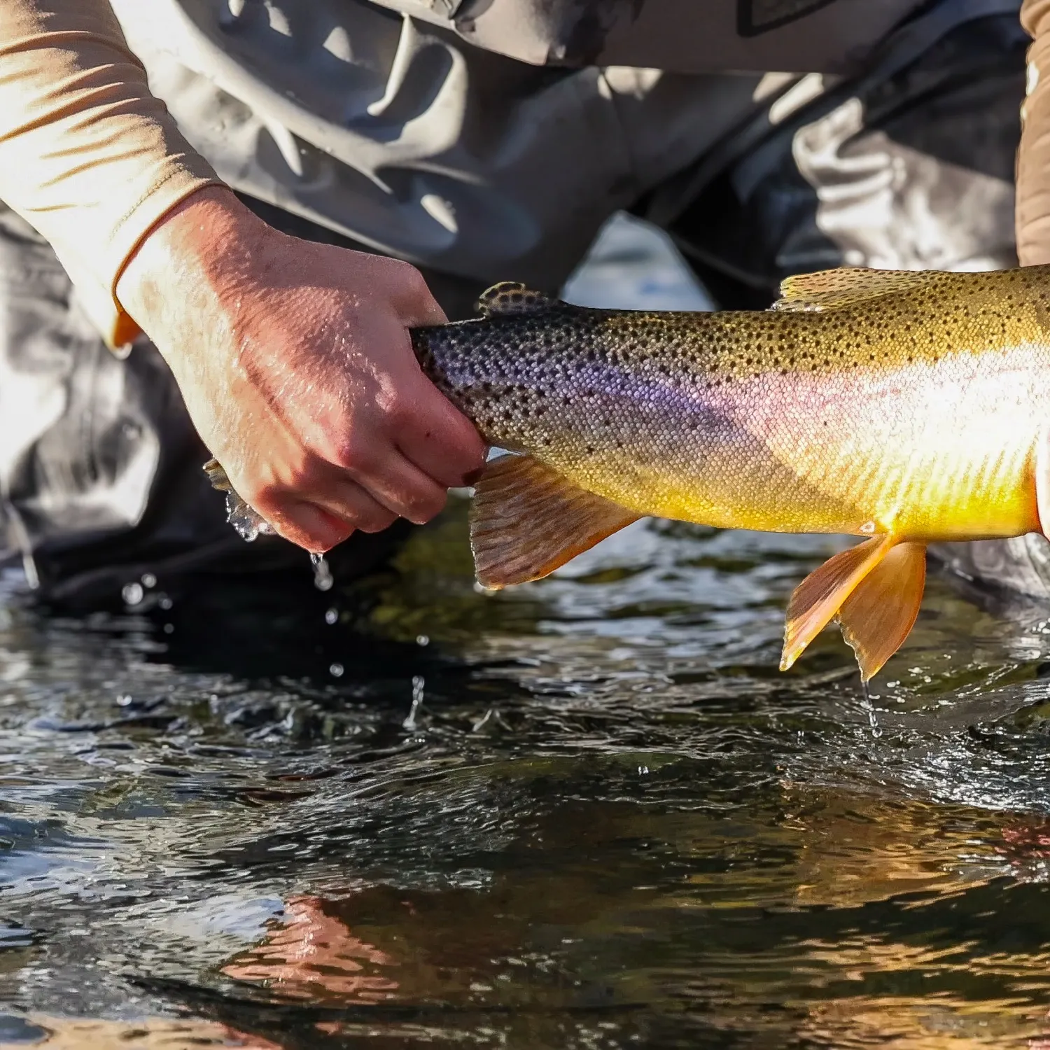 Yellowstone cutthroat trout caught on Fishbrain