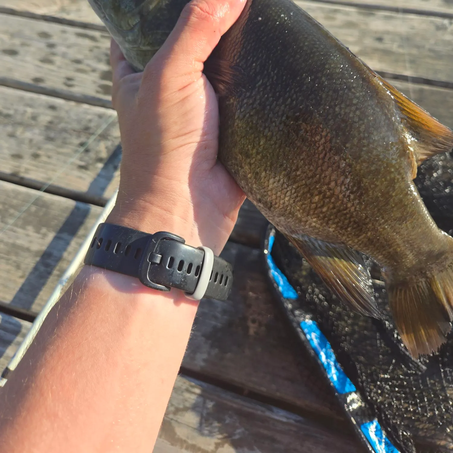 recently logged catches